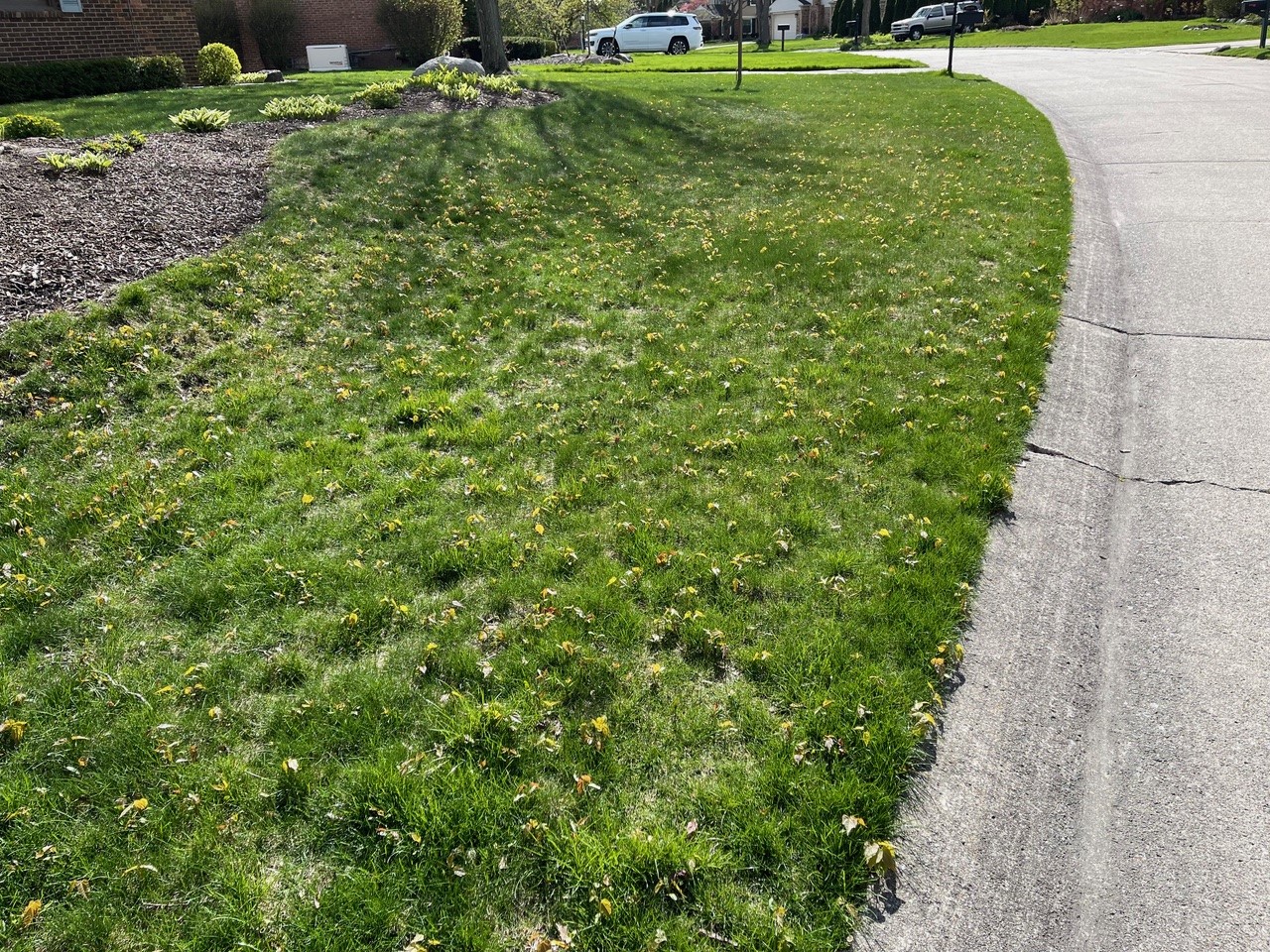 Maple seedlings in a lawn.